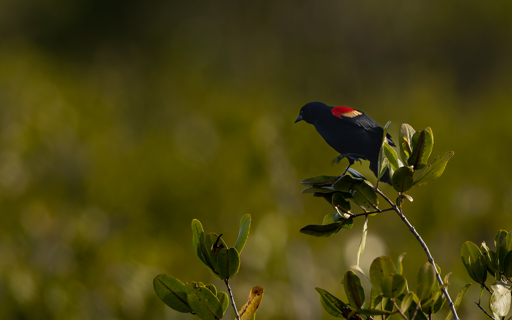 Z72 2366 NEF DxO DeepPRIME