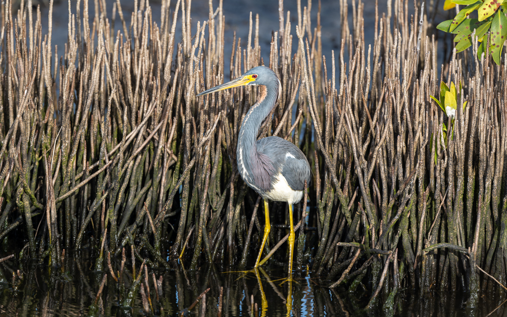 Z72 2387 NEF DxO DeepPRIME