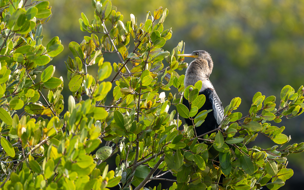 Z72 2416 NEF DxO DeepPRIME