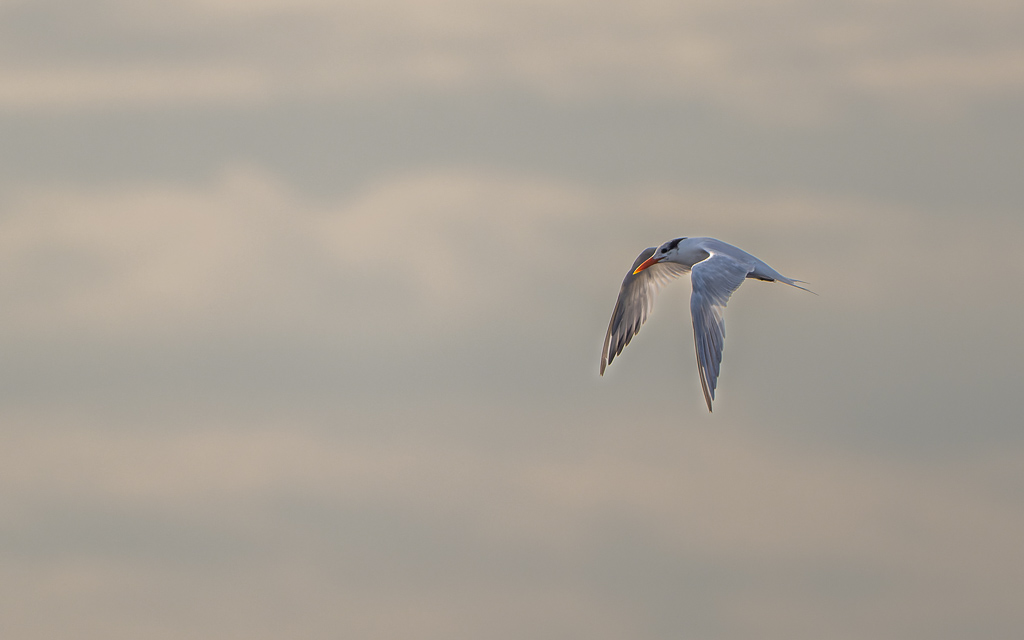 Z72 2438 NEF DxO DeepPRIME