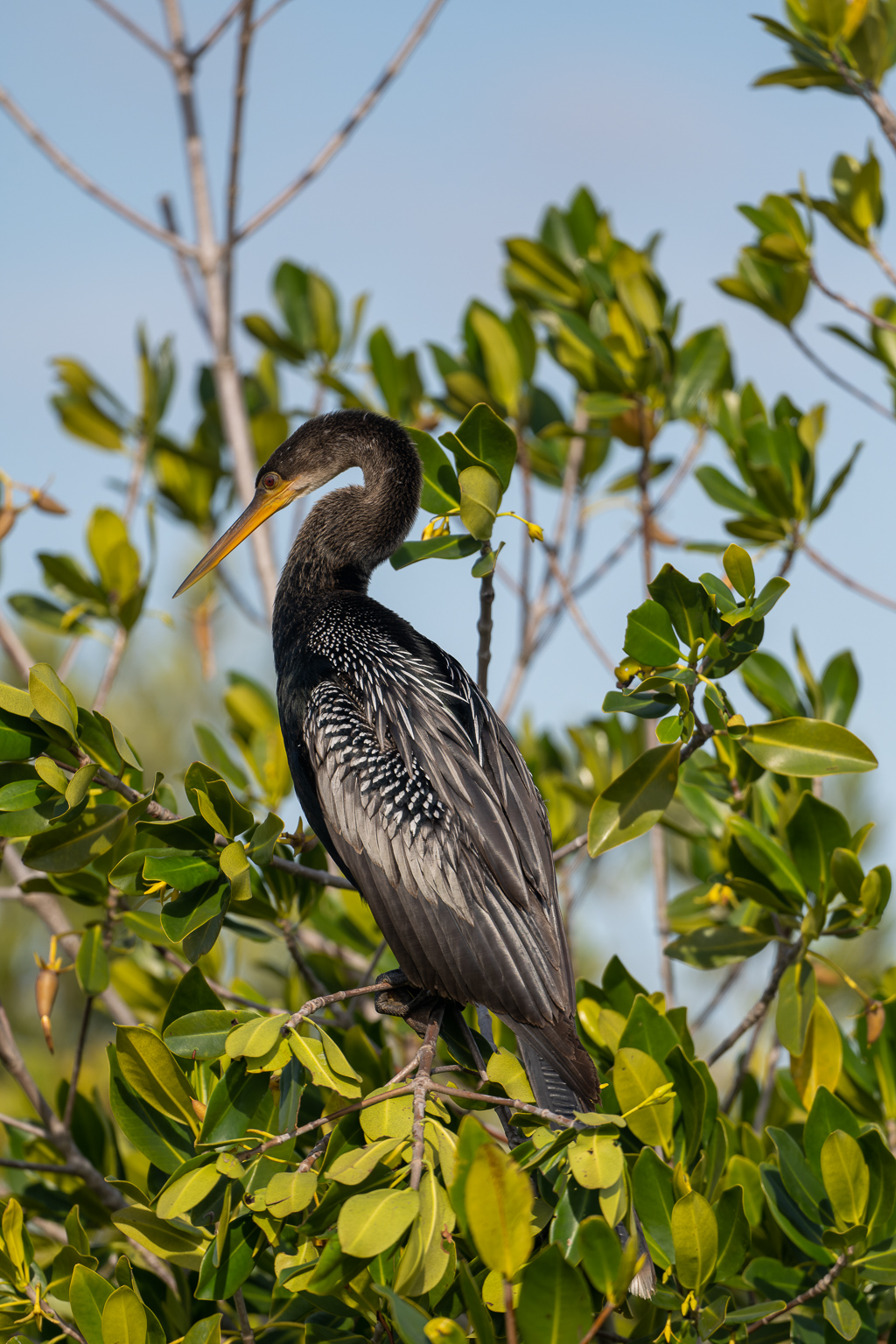 Z72 2442 NEF DxO DeepPRIME