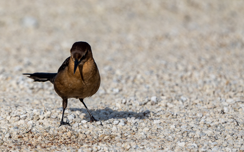 Z72 2464 NEF DxO DeepPRIME