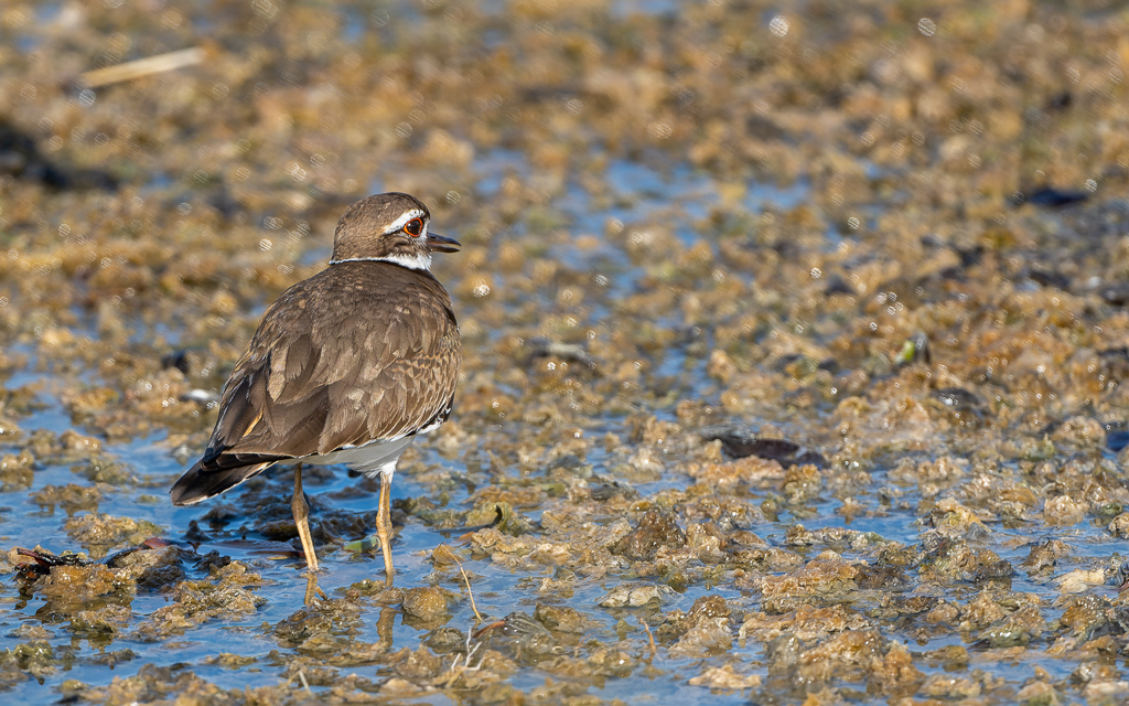 Z72 2472 NEF DxO DeepPRIME