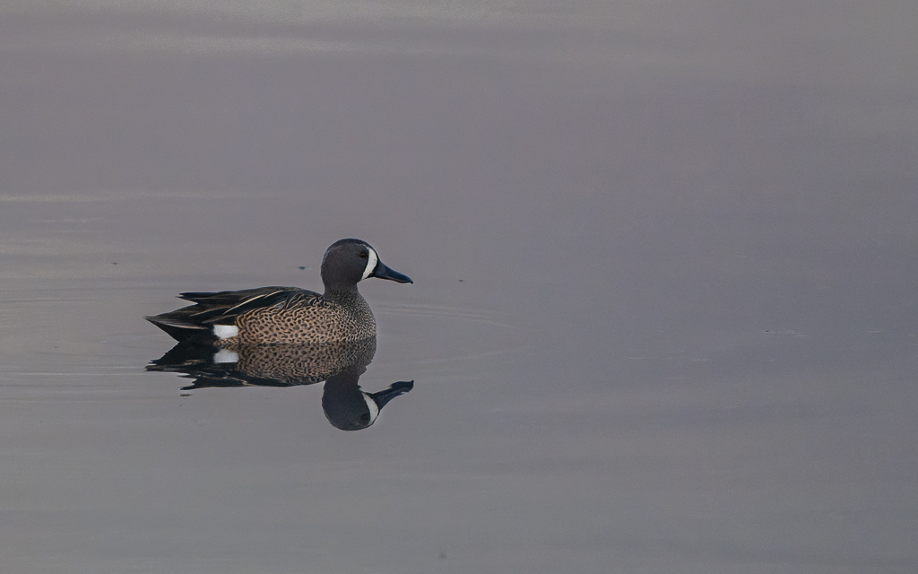 Z72 2529 NEF DxO DeepPRIME