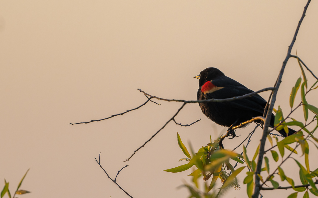 Z72 2565 NEF DxO DeepPRIME