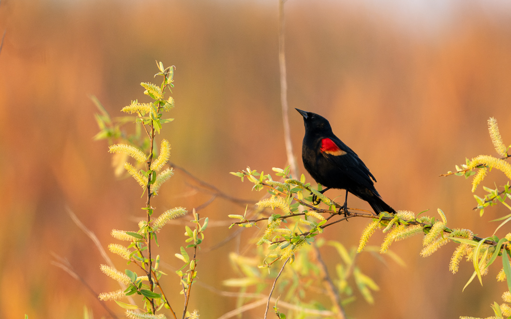 Z72 2568 NEF DxO DeepPRIME