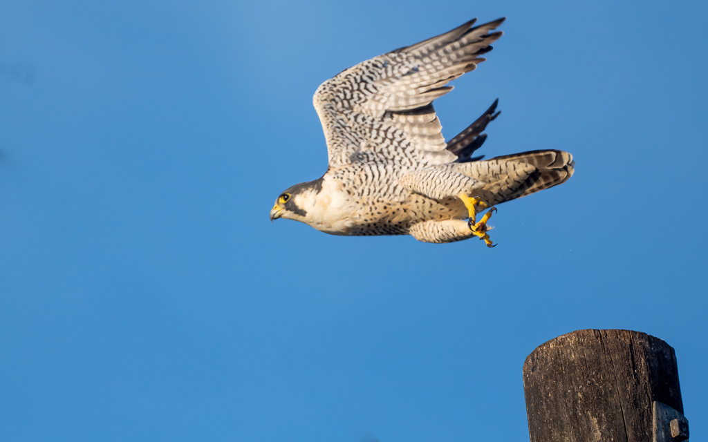 Z72 2650 NEF DxO DeepPRIME Edit Edit