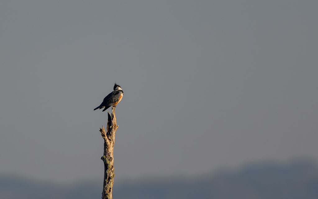 Z72 2674 NEF DxO DeepPRIME