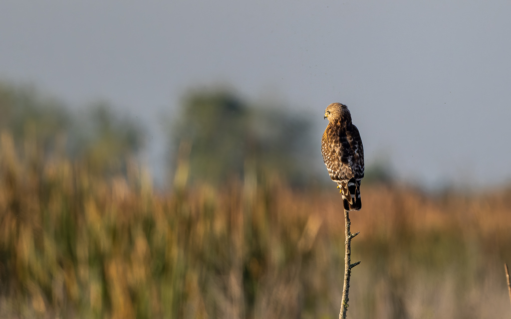 Z72 2698 NEF DxO DeepPRIME Enhanced Edit