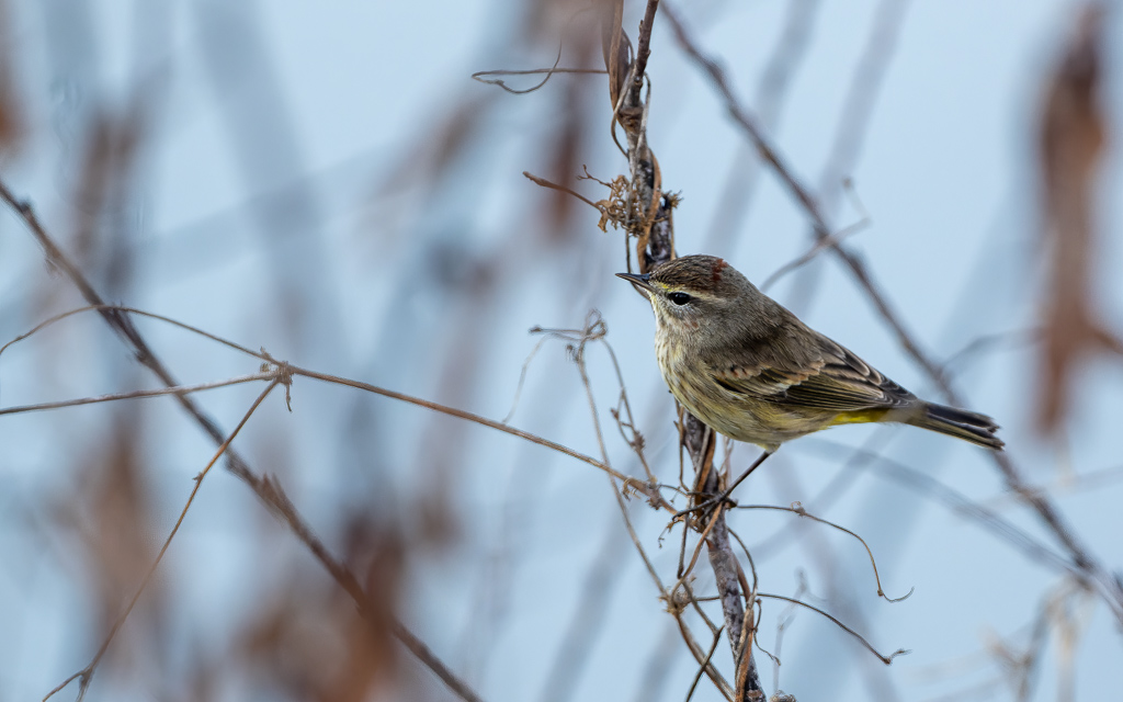 Z72 2708 NEF DxO DeepPRIME Edit