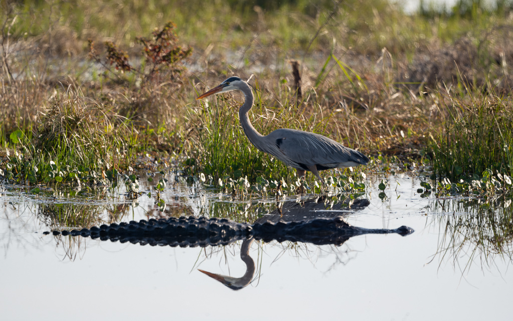 Z72 2724 NEF DxO DeepPRIME