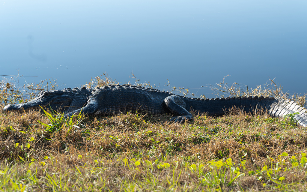 Z72 2732 NEF DxO DeepPRIME