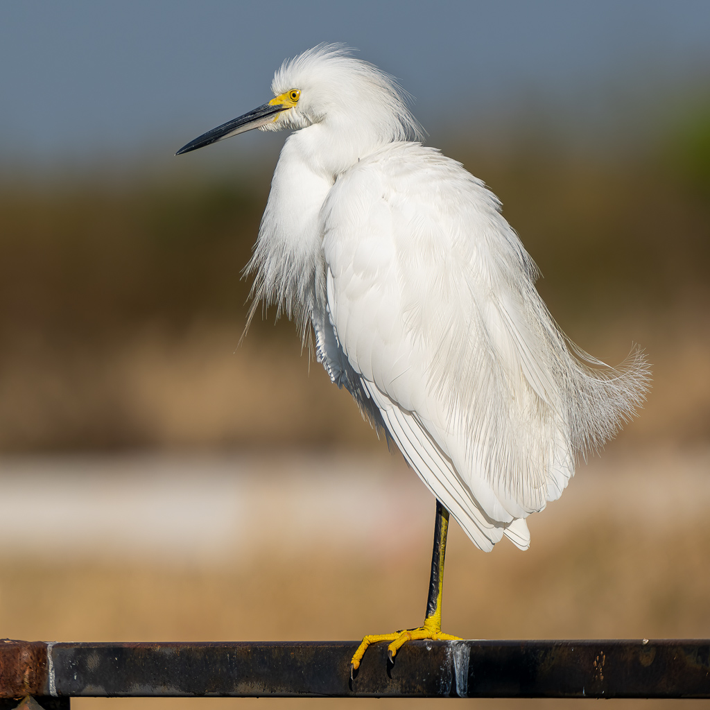 Z72 2799 NEF DxO DeepPRIME Edit