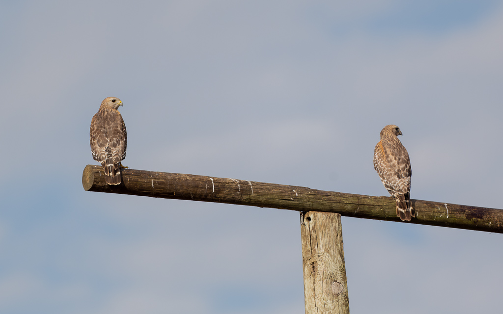 Z72 2812 NEF DxO DeepPRIME