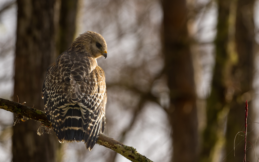 Z72 2910 NEF DxO DeepPRIME SharpenAI Focus