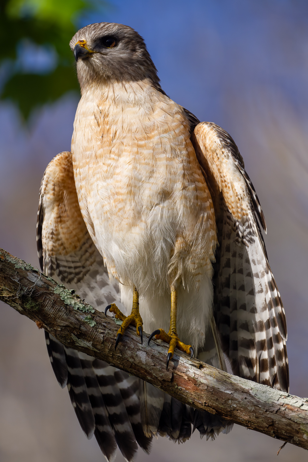 Z72 2953 NEF DxO DeepPRIME SharpenAI Motion