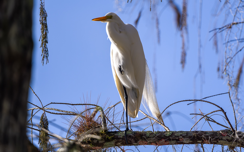 Z72 2973 NEF DxO DeepPRIME SharpenAI Softness