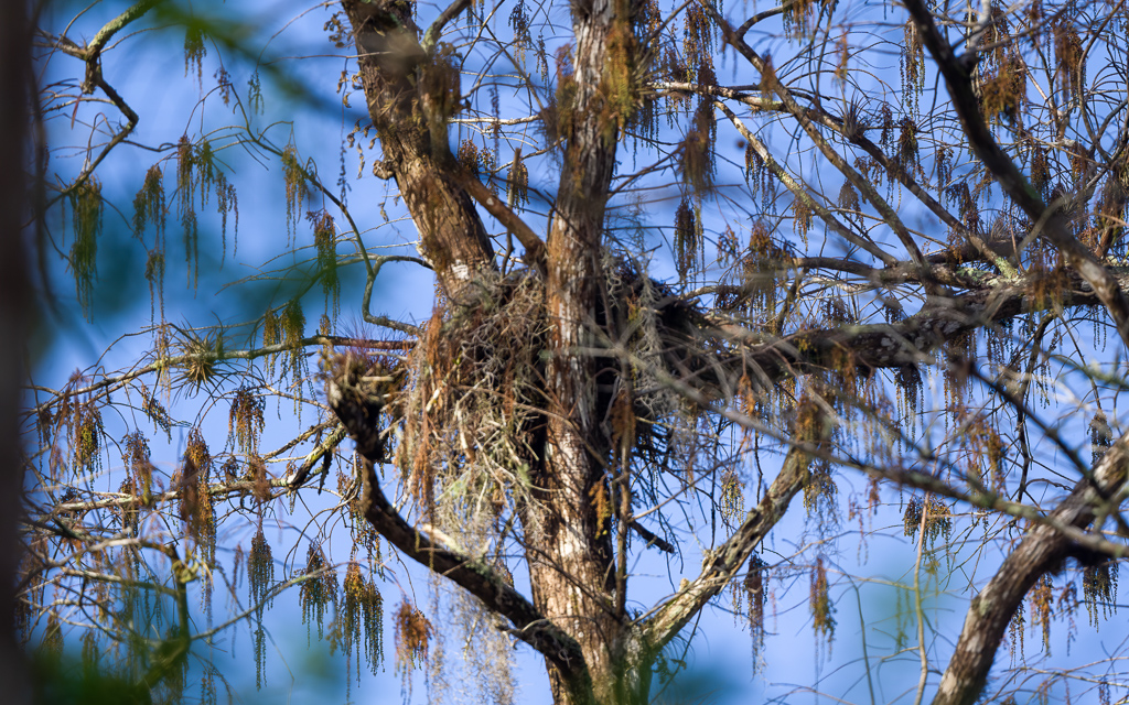 Z72 2977 NEF DxO DeepPRIME SharpenAI Motion