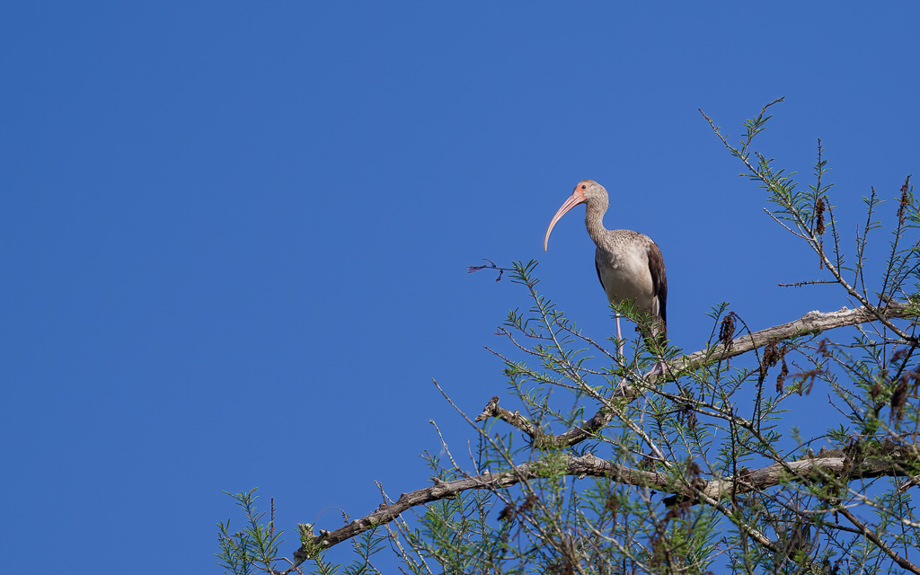 Z72 2993 NEF DxO DeepPRIME SharpenAI Focus