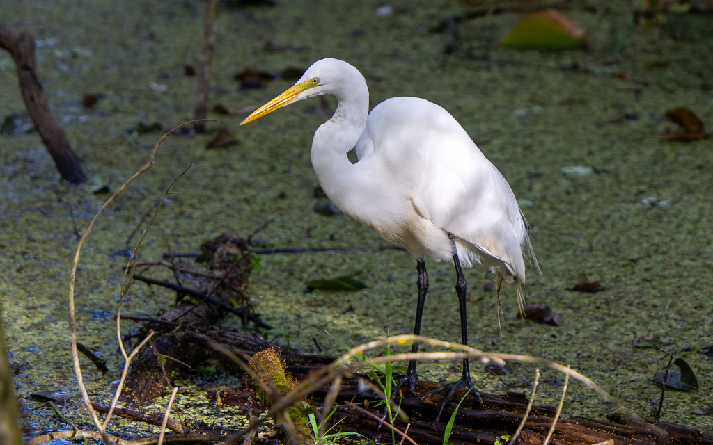 Z72 3012 NEF DxO DeepPRIME SharpenAI Focus