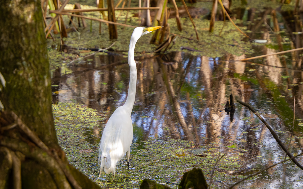 Z72 3020 NEF DxO DeepPRIME SharpenAI Focus