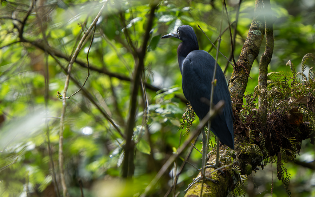 Z72 3029 NEF DxO DeepPRIME Edit