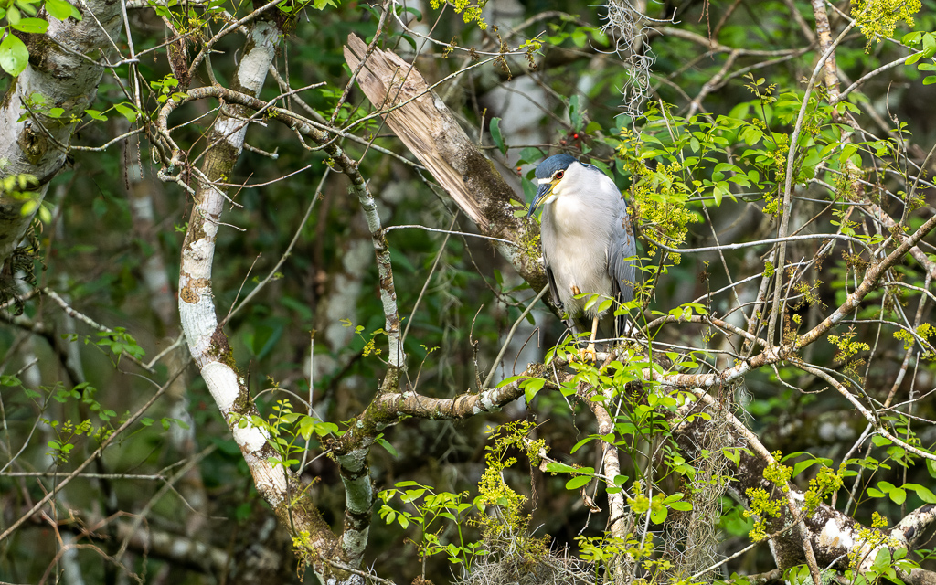 Z72 3069 NEF DxO DeepPRIME Edit