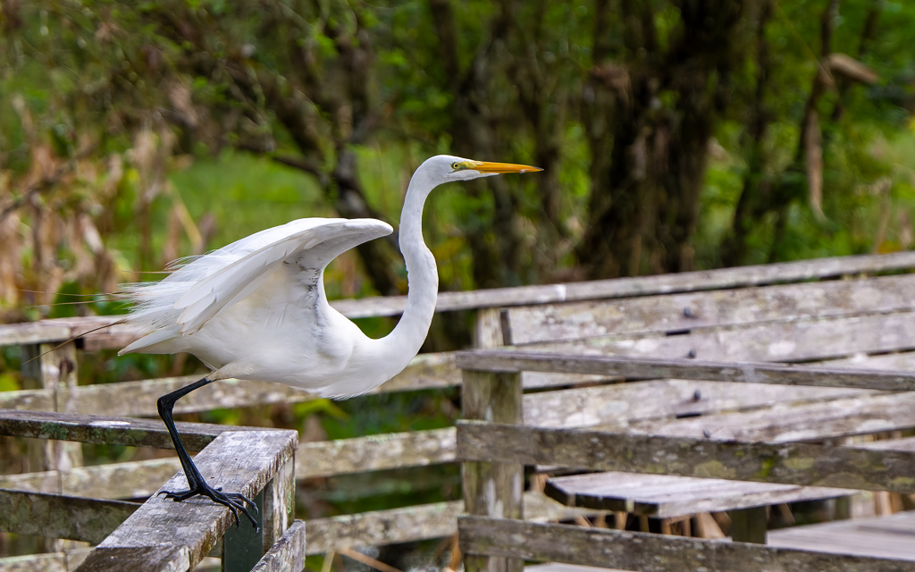 Z72 3076 NEF DxO DeepPRIME SharpenAI Focus