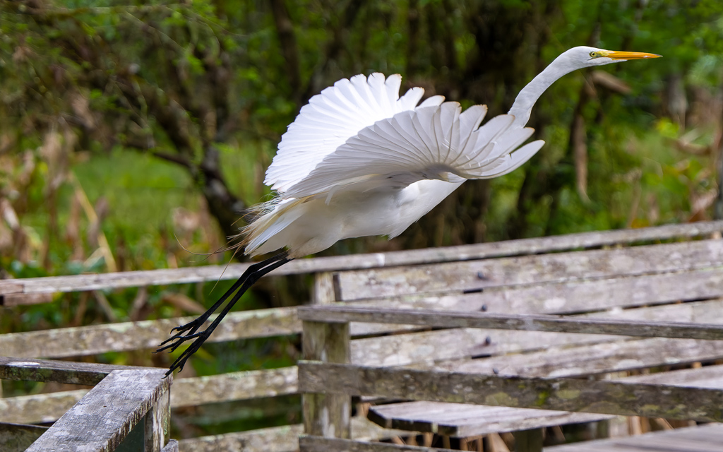 Z72 3077 NEF DxO DeepPRIME SharpenAI Focus