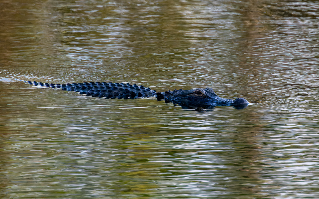 Z72 3138 NEF DxO DeepPRIME