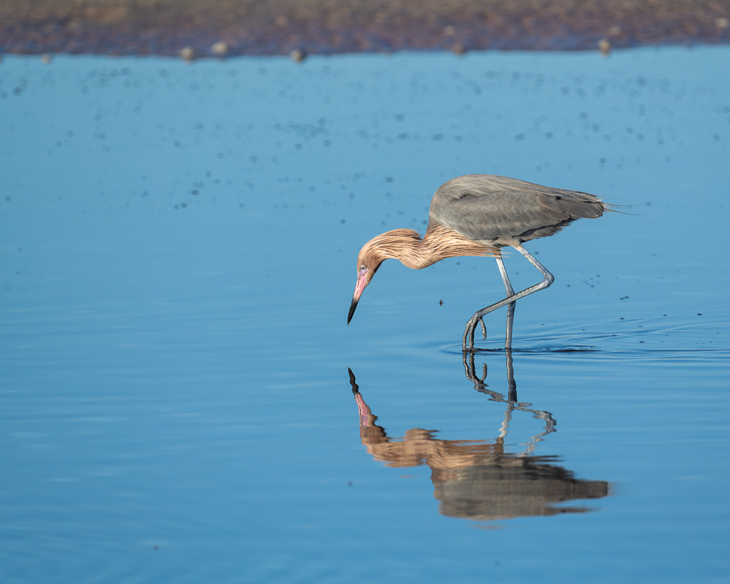 Z72 3208 NEF DxO DeepPRIME