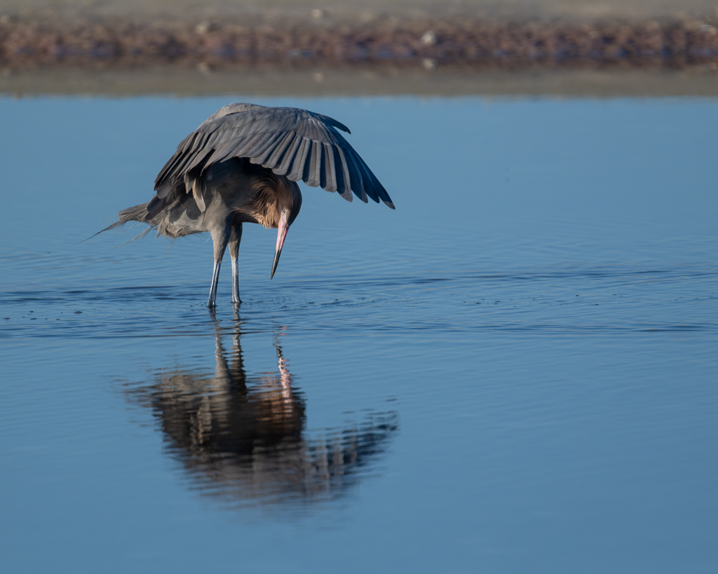 Z72 3240 NEF DxO DeepPRIME