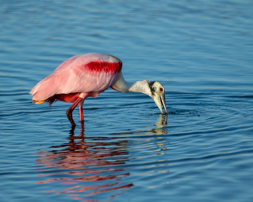 Z72 3353 NEF DxO DeepPRIME