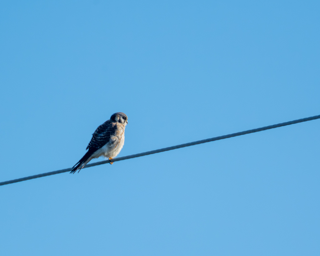 Z72 3407 NEF DxO DeepPRIME Enhanced