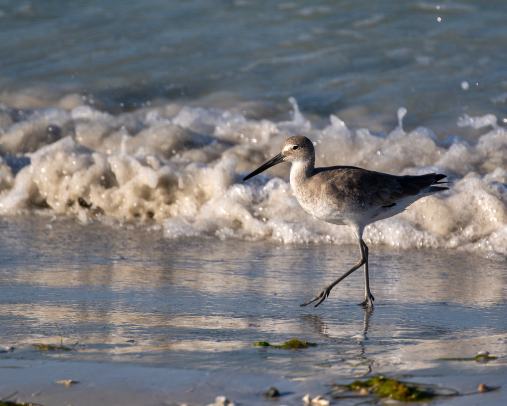 Z72 3432 NEF DxO DeepPRIME