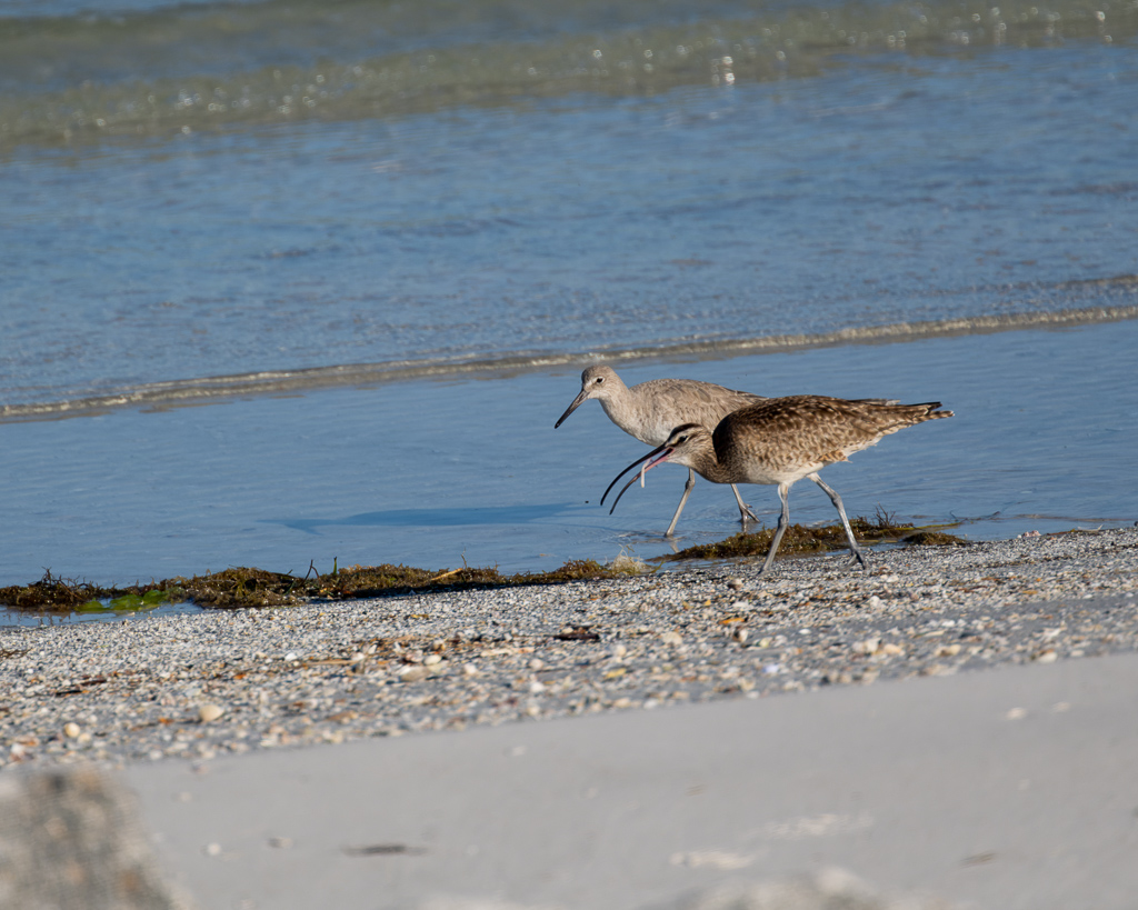 Z72 3463 NEF DxO DeepPRIME