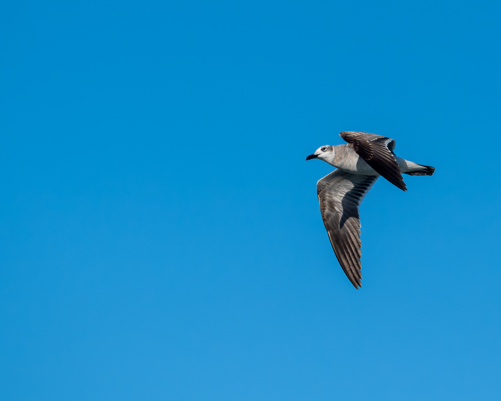 Z72 3521 NEF DxO DeepPRIME