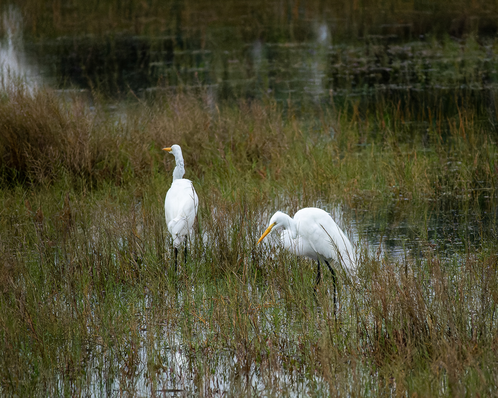 Z50 2554 NEF DxO DeepPRIME