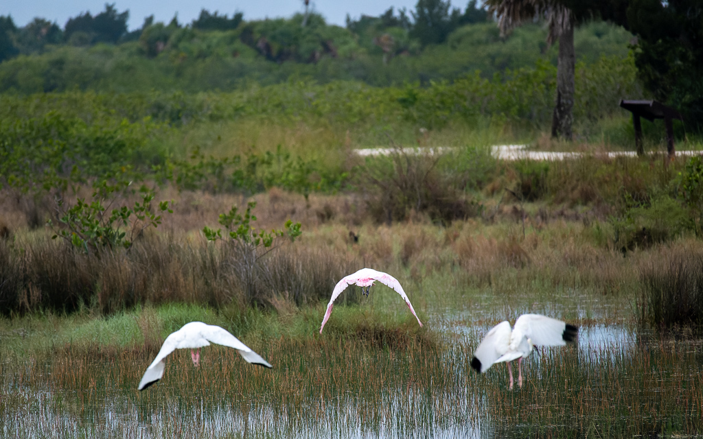 Z50 2570 NEF DxO DeepPRIME