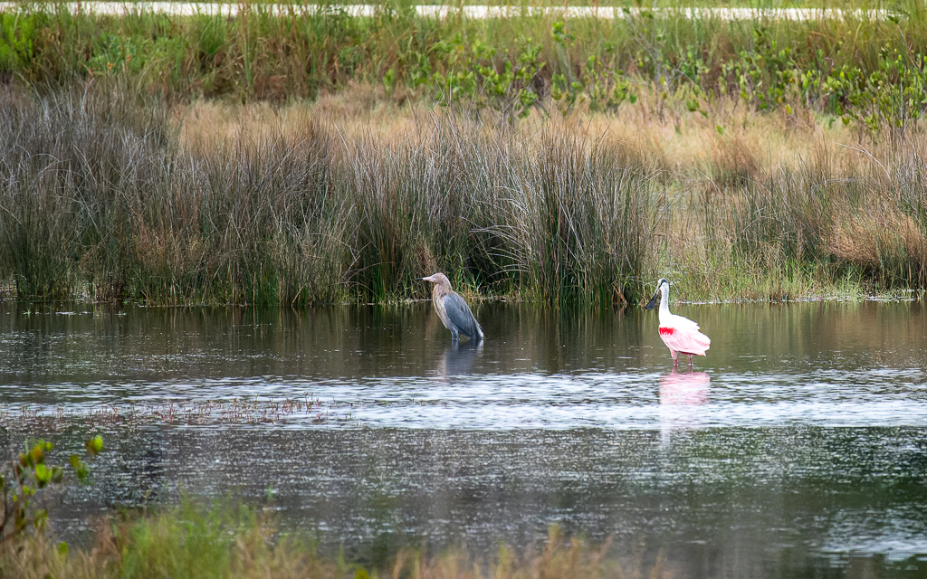 Z50 2571 NEF DxO DeepPRIME