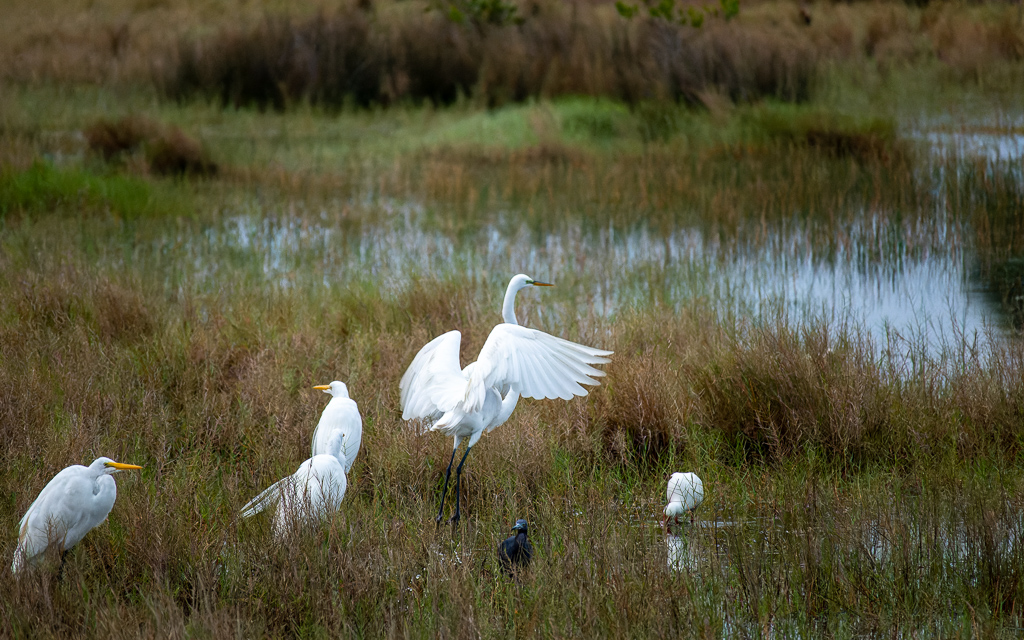 Z50 2573 NEF DxO DeepPRIME