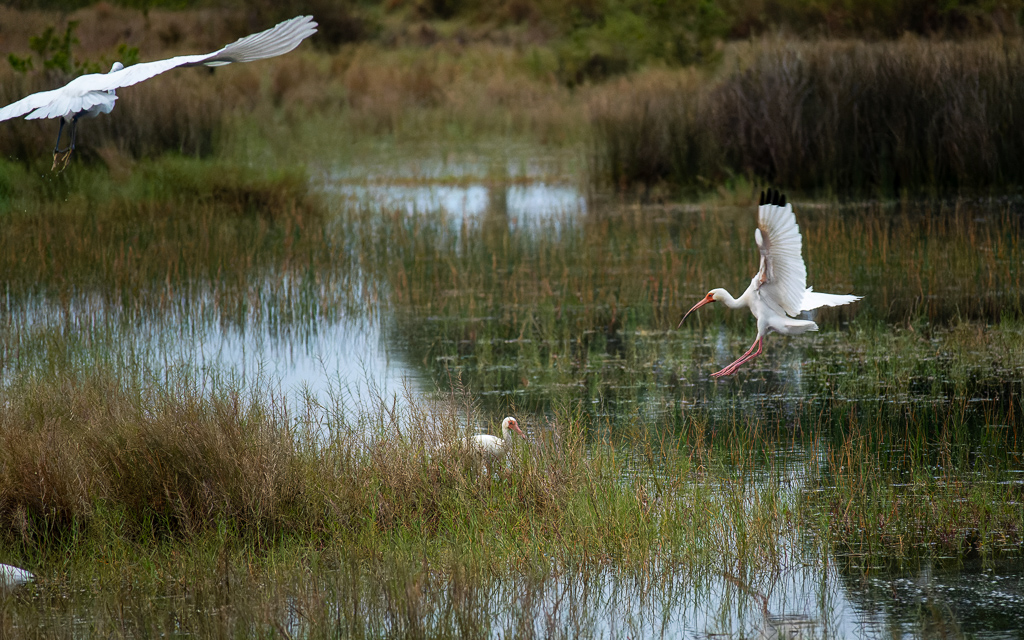 Z50 2582 NEF DxO DeepPRIME