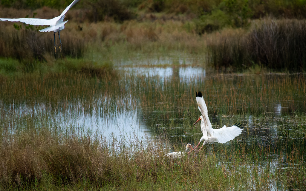 Z50 2583 NEF DxO DeepPRIME