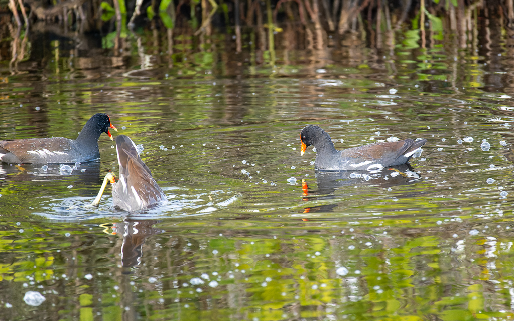 Z50 2664 NEF DxO DeepPRIME