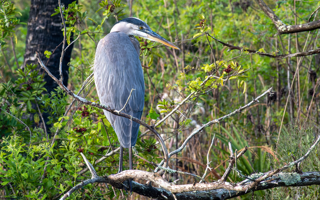 Z50 2696 NEF DxO DeepPRIME