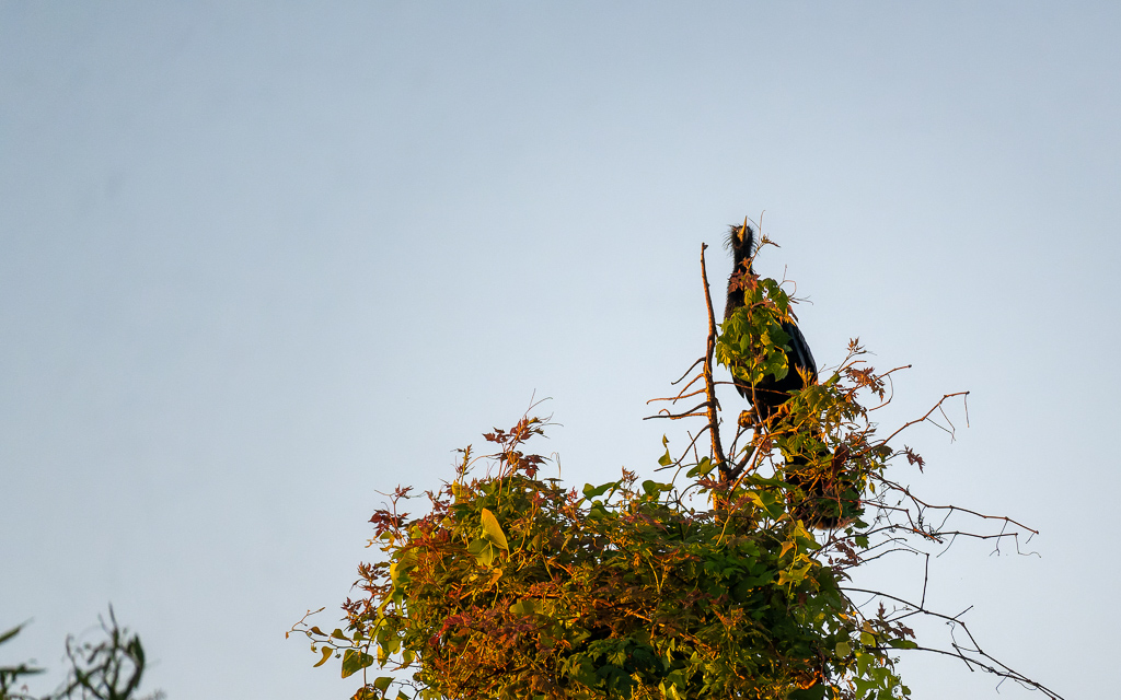 Z50 2707 NEF DxO DeepPRIME