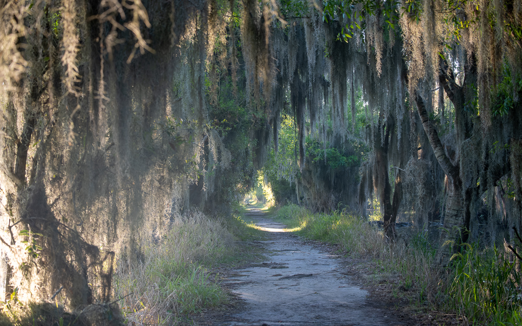 Z50 2798 NEF DxO DeepPRIME