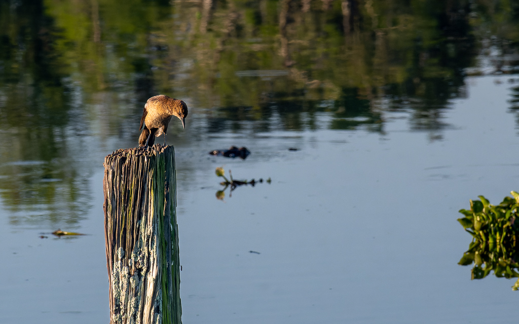 Z50 2806 NEF DxO DeepPRIME