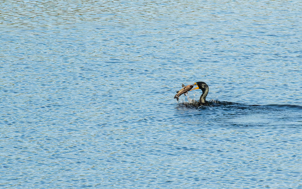 Z50 2919 NEF DxO DeepPRIME