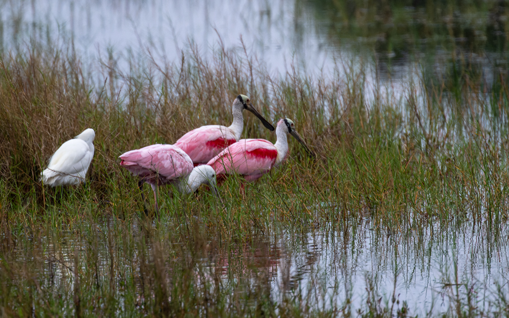 Z72 3570 NEF DxO DeepPRIME